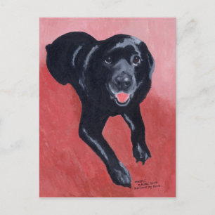 Black Labrador Smiling Postcard