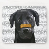 Black Labrador With Bone on Nose