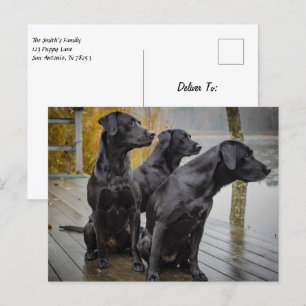 Black Labs on a dock Postcard