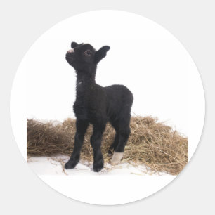 black lamb classic round sticker