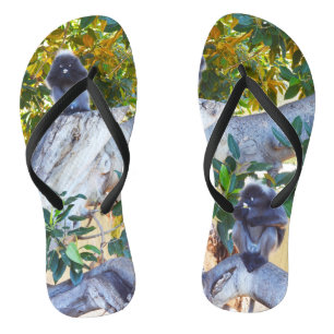 Black Langur Monkeys Eating, Flip Flops