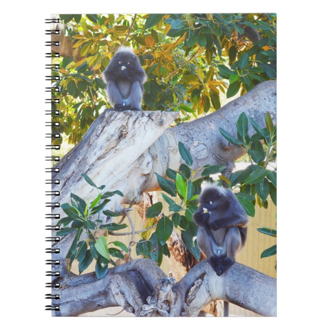 Black Langur Monkeys Eating, Notebook (Front)
