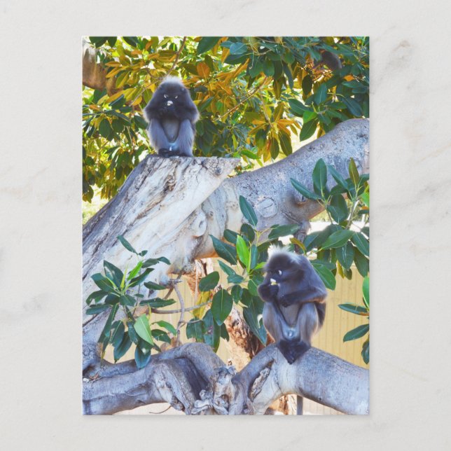 Black Langur Monkeys Eating, Postcard (Front)