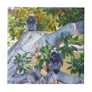 Black Langur Monkeys Eating, Tile Coasters