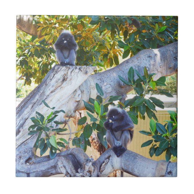 Black Langur Monkeys Eating, Tile Coasters (Front)