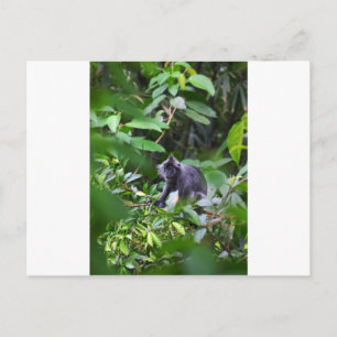 Black leaf monkey in tree Sumatra Indonesia Postcard