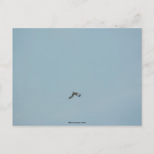 Black-legged kittiwake postcard