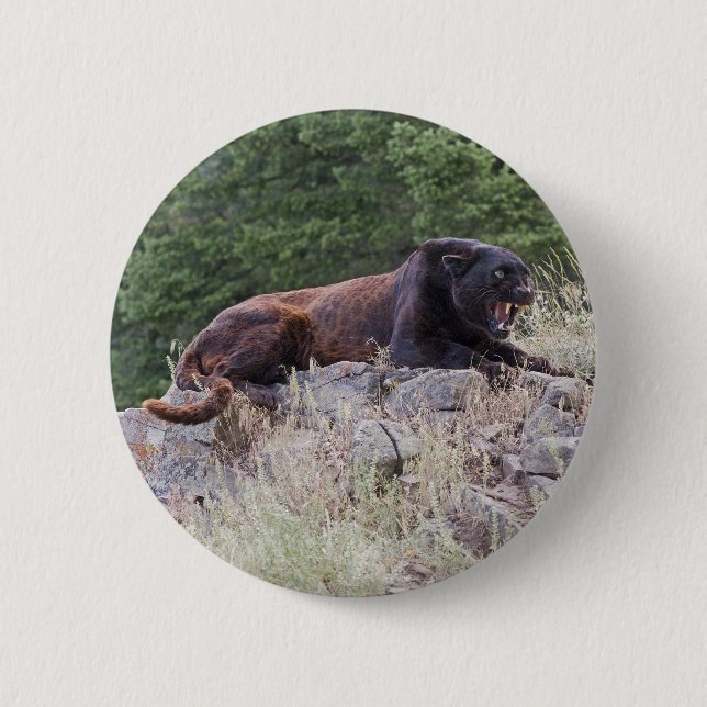 Black Leopard Button (Front)