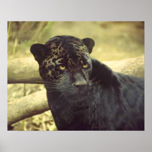Black Leopard in the Wild Poster