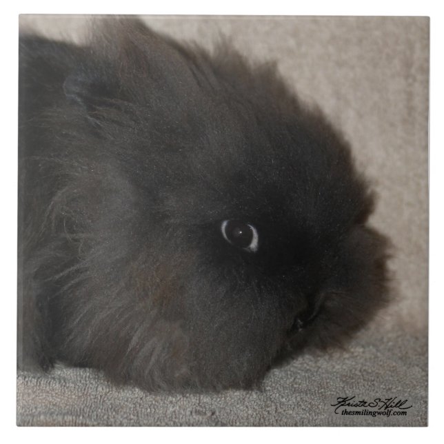 Black Lionhead Rabbit Tile (Front)