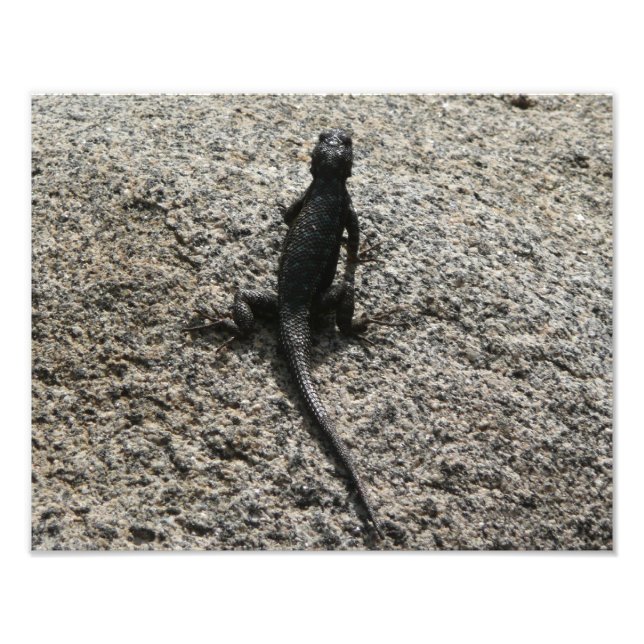 Black Lizard Photo Print (Front)