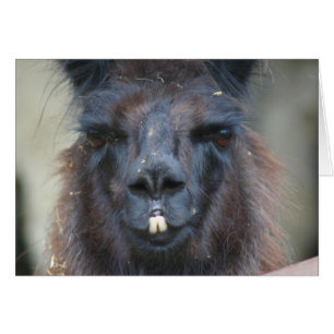 Black Llama Face Farm Animal Photography Card