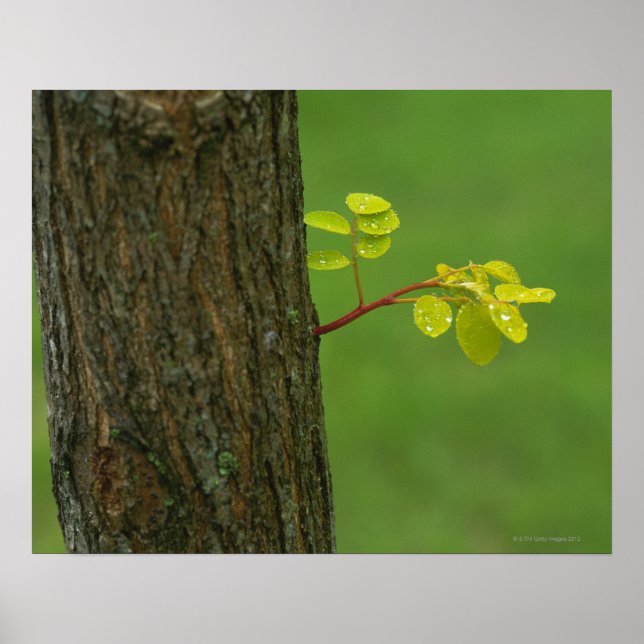 Black locust tree growing a new branch poster (Front)