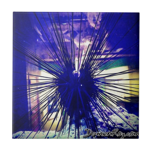 Black Longspine Urchin Ceramic Tile (Front)
