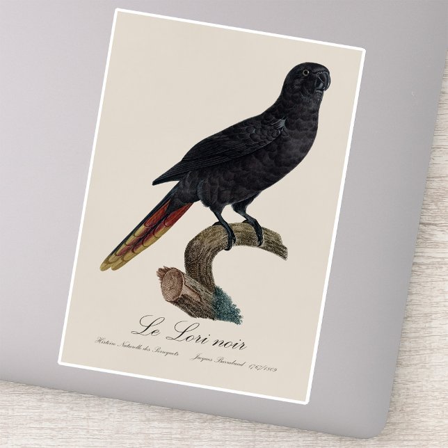 Black Lory or Red-Quilled Lory, Chalcopsitta atra (Black Lory or Red-Quilled Lory, Chalcopsitta atra. Sticker)