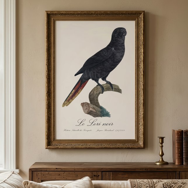 Black Lory or Red-Quilled Lory, Chalcopsitta atra Photo Print (Black Lory or Red-Quilled Lory, Chalcopsitta atra. Photo Print)
