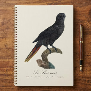 Black Lory or Red-Quilled Lory, Chalcopsitta atra Planner