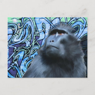 Black Macaque Post Card