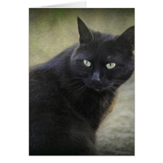 Black male cat with green eyes