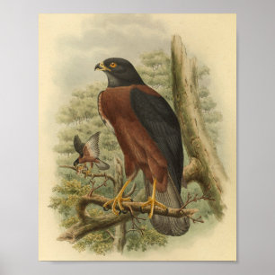 Black Mantled Goshawk Bird Colour Vintage Print