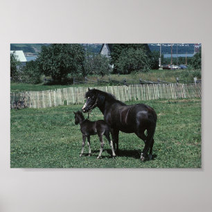 Black Mare and Foal Poster