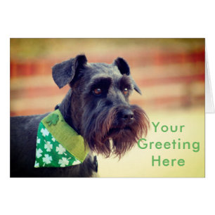 Black Miniature Schnauzer