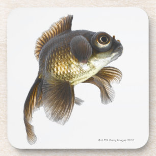 Black moor goldfish (Carassius auratus) 2 Coaster
