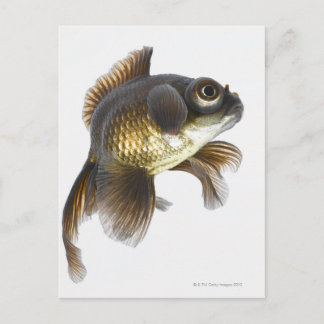 Black moor goldfish (Carassius auratus) 2 Postcard