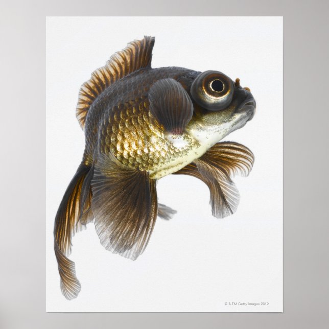 Black moor goldfish (Carassius auratus) 2 Poster (Front)