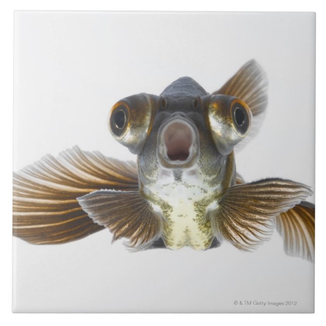 Black moor goldfish (Carassius auratus) Ceramic Tile (Front)