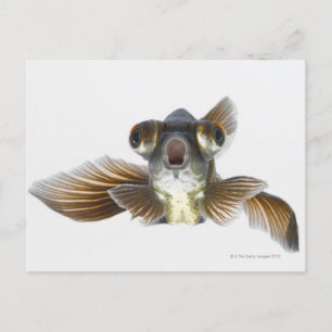 Black moor goldfish (Carassius auratus) Postcard