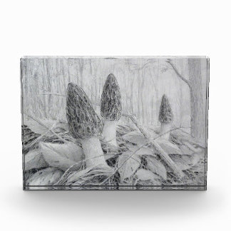 Black Morel Mushroom photo block