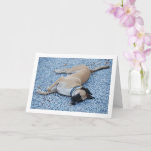 Black Mouth Cur Canine on Gravel Card