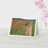 Black Mouth Cur Dog and Poppy Flowers Card