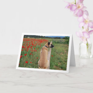 Black Mouth Cur Dog and Poppy Flowers Card