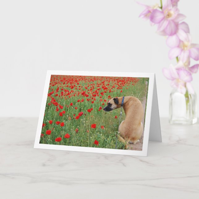Black Mouth Cur Dog and Poppy Flowers Card (Orchid)