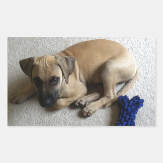 Black-mouth cur puppy with blue toy rectangular sticker