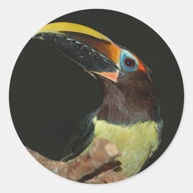 Black-necked aracari Toucan Classic Round Sticker (Front)