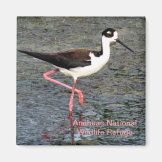 Black-Necked Stilt Magnet