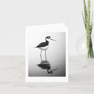 Black-necked Stilt Notecard