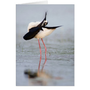 Black-necked Stilt Preening
