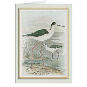 Black-Necked Stilts by the Water