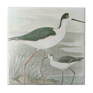 Black-Necked Stilts by the Water Ceramic Tile