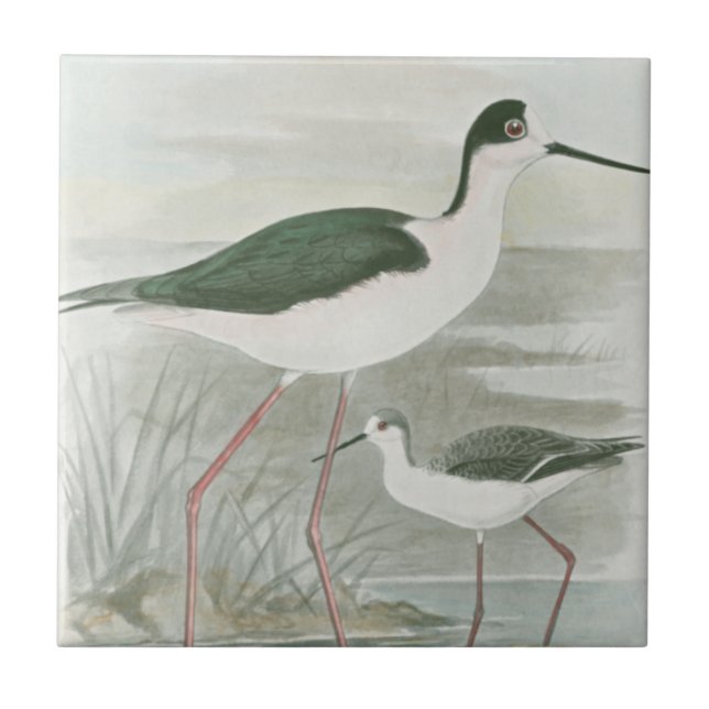 Black-Necked Stilts by the Water Ceramic Tile (Front)