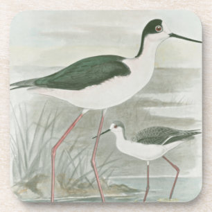 Black-Necked Stilts by the Water Coaster