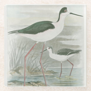 Black-Necked Stilts by the Water Glass Coaster