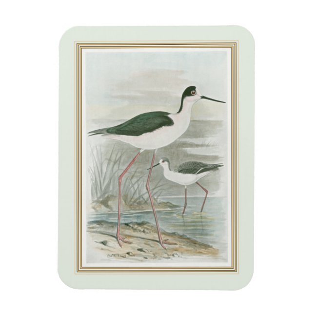 Black-Necked Stilts by the Water Magnet (Vertical)