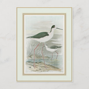Black-Necked Stilts by the Water Postcard