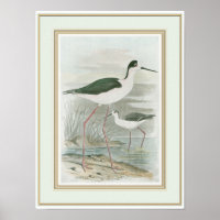 Black-Necked Stilts by the Water