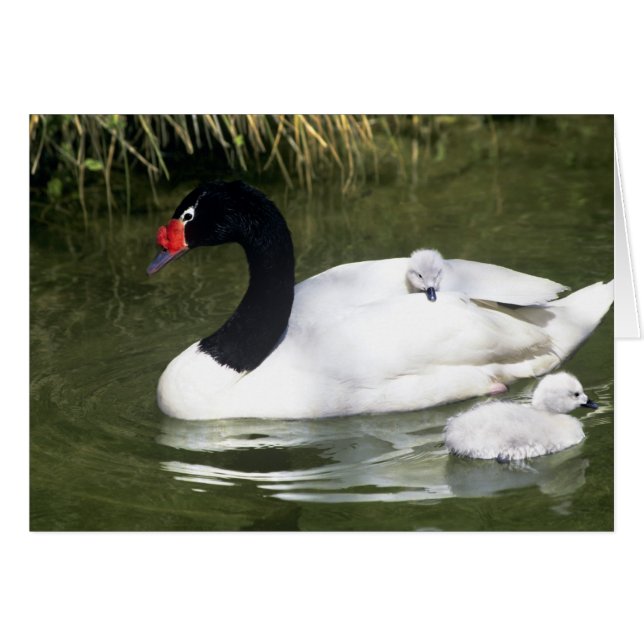 Black-necked swan adult and cygnets in water. (Front Horizontal)